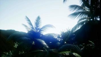 rayos de sol a través de palmeras video