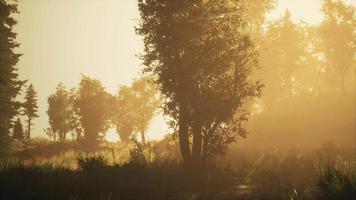 forêt de conifères rétro-éclairée par le soleil levant un jour brumeux video