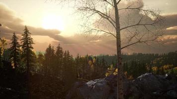 forêt de pins avec le dernier soleil brille video