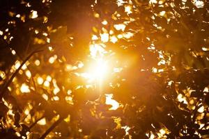 Warm yellow sunlight through tree foliage, beautiful sunshine streaming through tree leaves photo