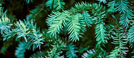 European yew tree, Taxus baccata evergreen yew close up toned, poisonous plant with toxins alkaloids photo