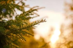 árbol de tejo taxus baccata rama copia espacio, árbol de tejo siempre verde en la hermosa luz del sol, clima soleado foto