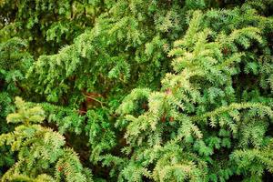follaje de árbol de tejo europeo de hoja perenne de cerca, árbol de taxus baccata, ramas de árboles de hoja perenne verde foto