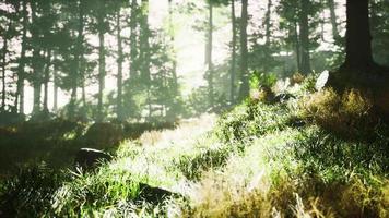 arbres avec des ombres en forêt contre du soleil video