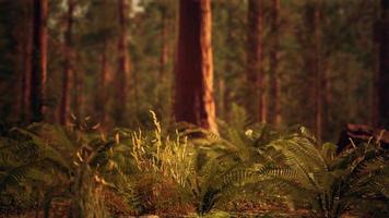 hoog bos van sequoia's in het nationale park Yosemite video