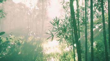 sole al mattino nebbia foresta di bambù video