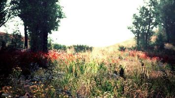 malerischer Panoramablick auf idyllische Hügellandschaft mit blühenden Wiesen video
