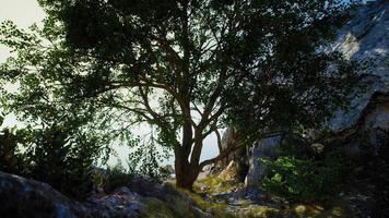 gran árbol que crece en las rocas en la cima de la montaña video