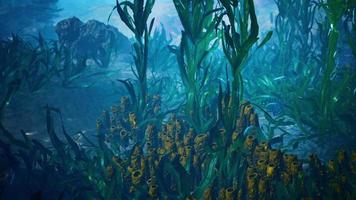 recife de coral subaquático com raios de sol video