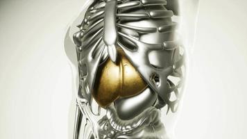 menschliches Magenmodell mit allen Organen und Knochen video