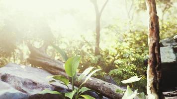 bosque verde en la luz del sol de la mañana video