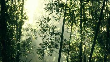 Green bamboo in the fog with stems and leaves video