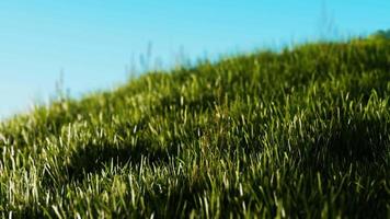 Green fresh grass as a nice background video