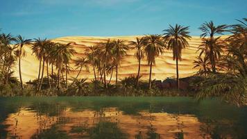 oasis verde con estanque en el desierto del sahara video