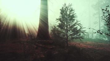 meraviglioso scenario del bosco di conifere di fine autunno video