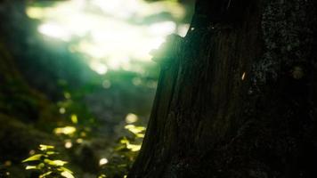 Sunlight rays pour through leaves in a rainforest video