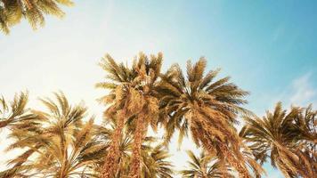 palmeiras à luz do sol e céu video