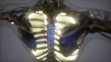 Human Body with Visible Lungs video