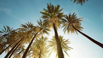 Blick auf die vorbeiziehenden Palmen unter blauem Himmel video