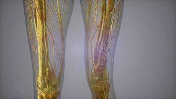 vista de primer plano completa del sistema esquelético con cuerpo transparente video