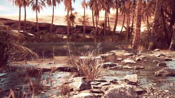 oasis idyllique dans le désert du sahara video