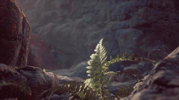 campo de pedra de lava com árvores e plantas mortas video