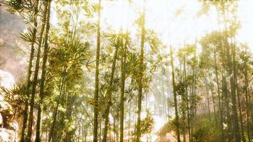 floresta de bambu asiática com luz solar da manhã video