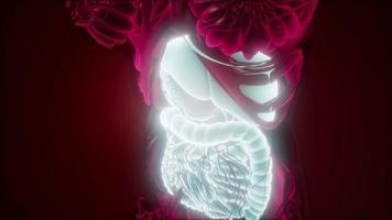 corpo humano com sistema digestivo visível video