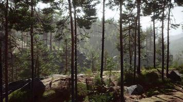 tiefe skandinavische wälder an einem spätsommerabend video