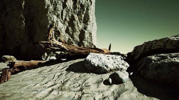 Time lapse of logs on a beach coast of Majorca video