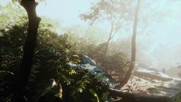 humidité élevée dans la forêt tropicale de la jungle en timelapse de jour brumeux video