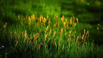 field with green grass and wild flowers at sunset video