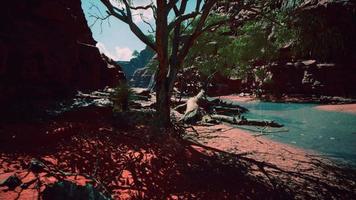 arbres près du fleuve colorado dans le grand canyon video