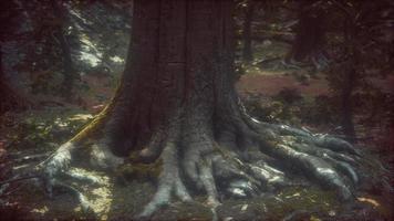 vieux arbres avec lichen et mousse dans la forêt verte video