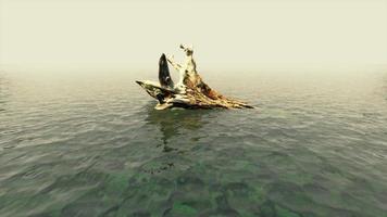 ramas de árboles muertos y tronco en el mar video