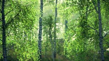 summer july view of birch grove in sunlight video