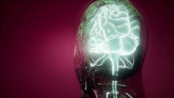 anatomía del cerebro humano video
