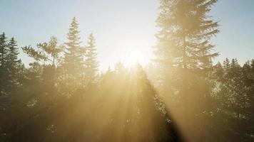 arbres verts sains dans une forêt video