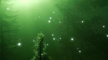 forêt magique avec des étincelles video