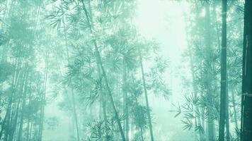 bamboo trunks and sunlight shines through the walls of the plant and fog video