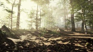 Sonnenaufgang in einem Wald mit Nebel video