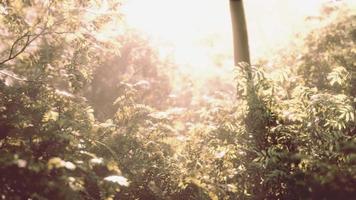 solstrålar i dimmig grön skog video