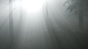 forêt de conifères rétro-éclairée par le soleil couchant sur un brumeux