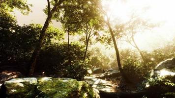 hyperlapse of tropic rainforest jungle with fog and sun rays video
