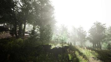 sun is shining through the trees in a young forest timelapse video