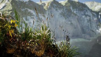 frisches gras an der großen felsenklippe im ozean video