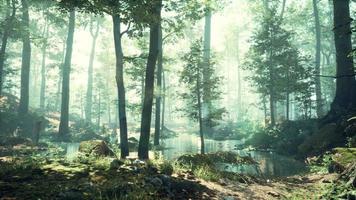 Forest with pond and mist with sunrays video