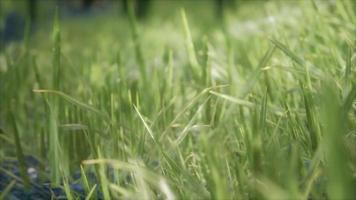 8K Bright spring grass field with sunlight video