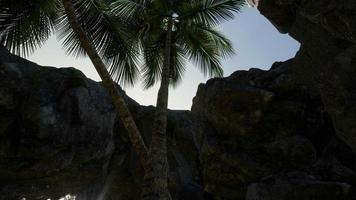 Big Palms in Stone Cave with Rays of Sunlight video