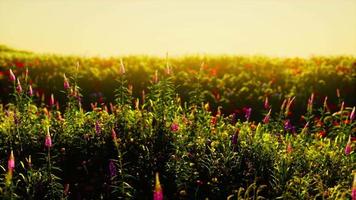 vild äng med blommande vildblommor i mjukt tidig morgon eller solnedgångssolljus video